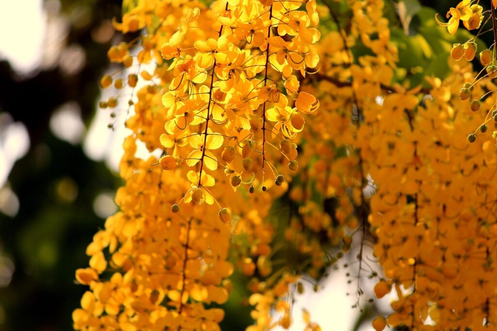 新NISAの成長枠で人気のランキングは何ですか？