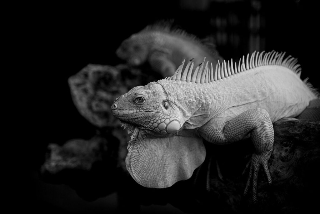 新NISAでVIGに投資することは可能ですか？