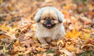 新NISAの年間上限はいくらになるのか？