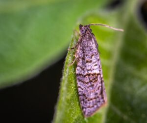 三井住友カードで新NISAを活用するメリットは？