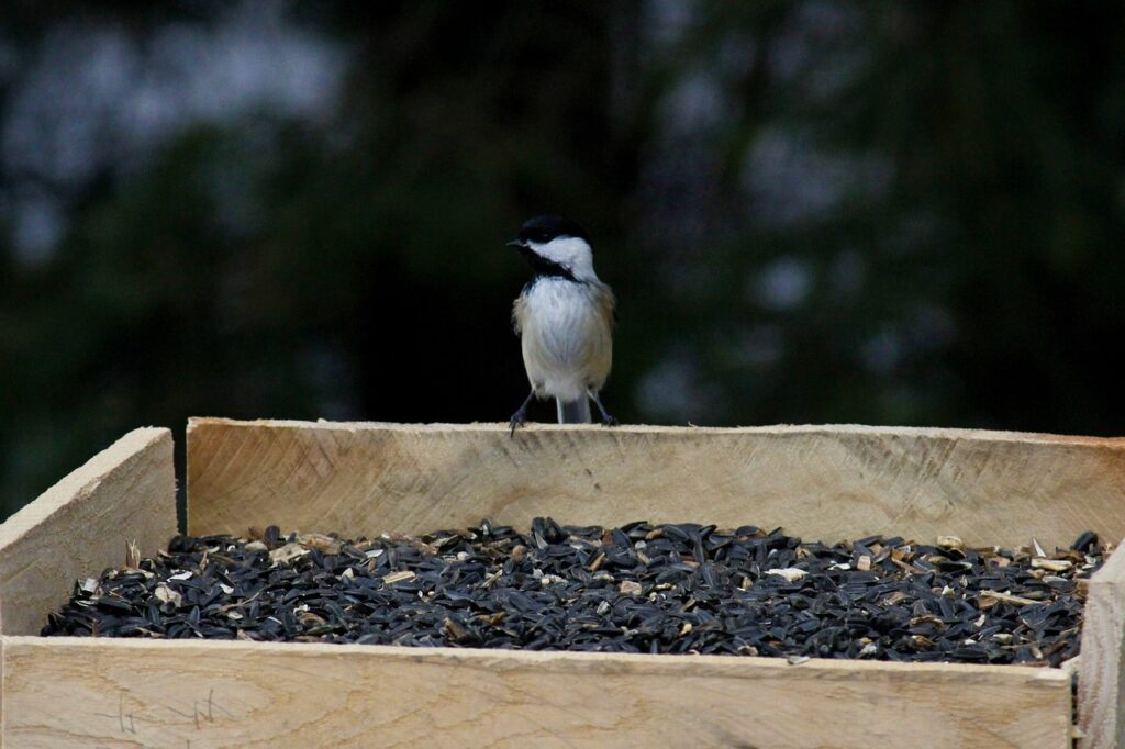 積立NISAの上限はどのように設定されているのか？