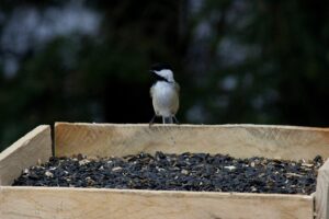 積立NISAの上限はどのように設定されているのか？