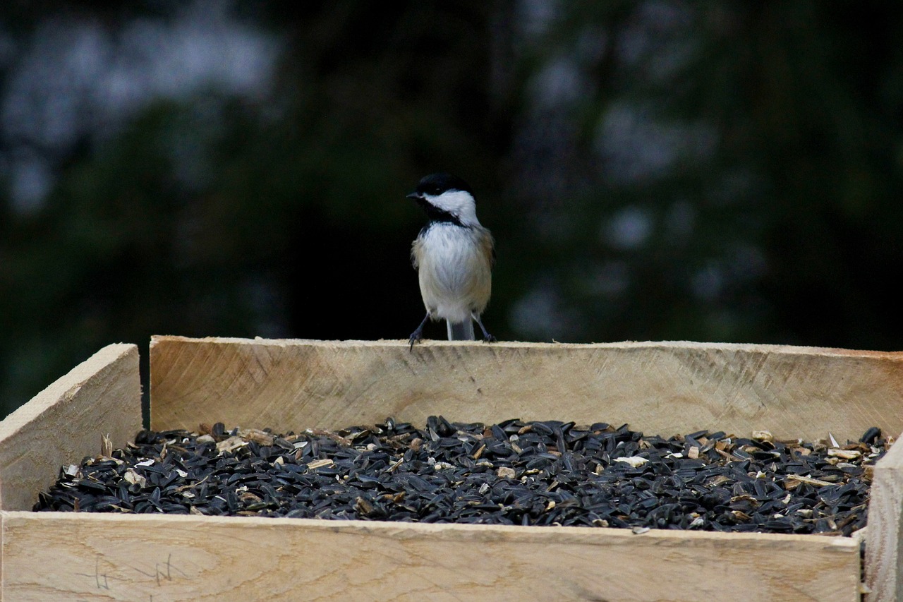 積立NISAの上限はどのように設定されているのか？