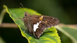 積立NISAの限度額はいくらまで増額できるの？