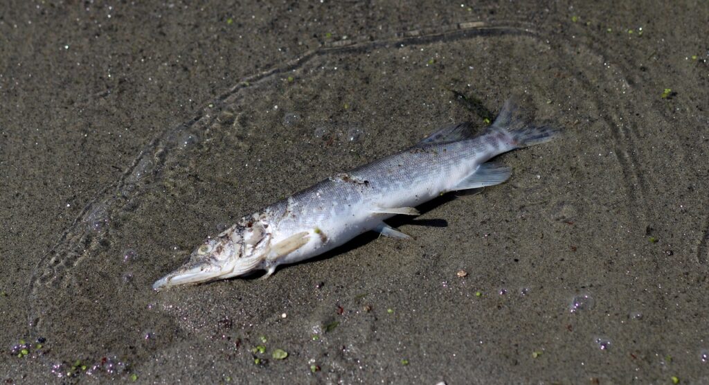 新NISAで高配当を狙った積立投資のメリットは？