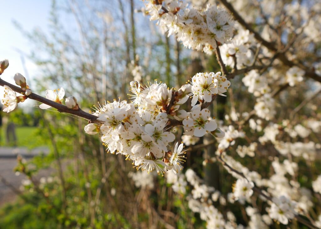 新NISAでおすすめの投資信託を比較するポイントは？